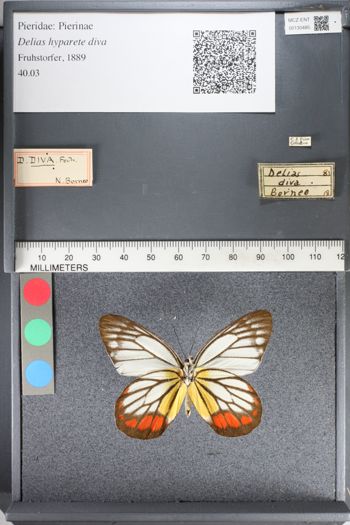 Media type: image;   Entomology 130485